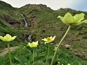 87 Anemoni sulfurei ( Pulsatilla alpina sulphurea) sul sent. 109A